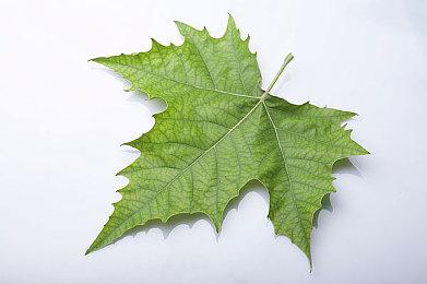 2D风格动作冒险游戏《神的超级大宝贝》已推出试玩Demo 预计9月6日发售